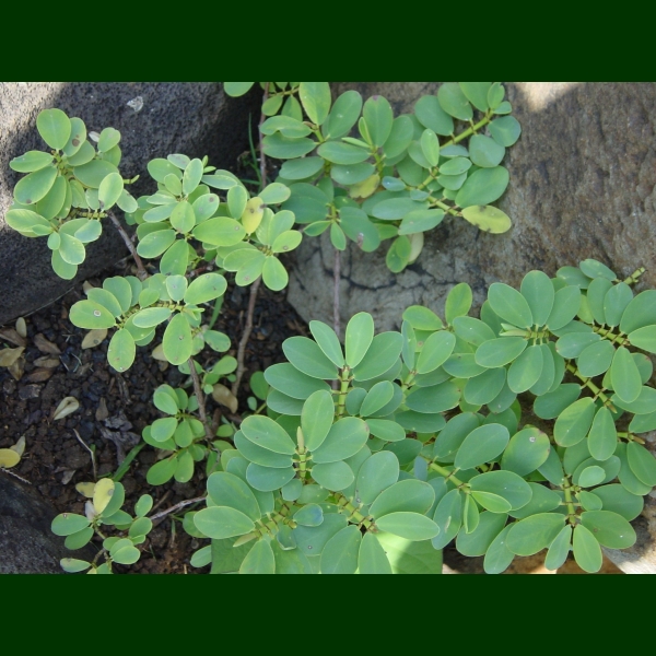 Plant Akoko Kapiolani Community College Stem Program