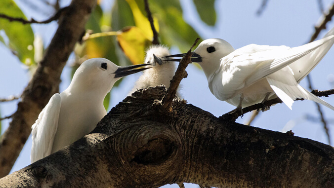 Kapiʻolani CC students soar with white tern research in urban Honolulu
