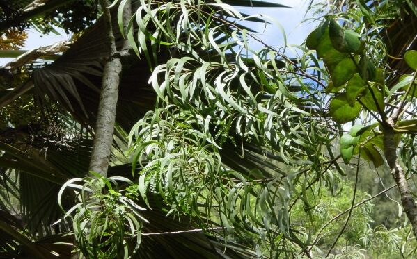 Koaiʻa